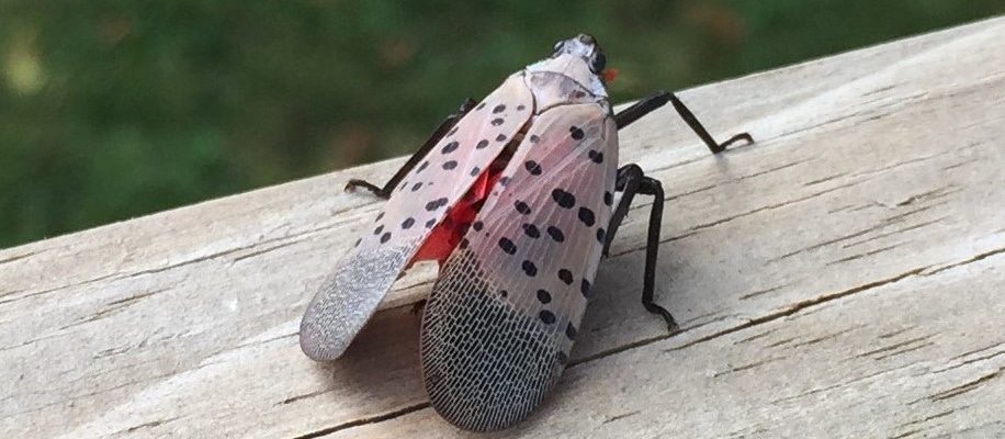 an image of an adult spotted lanternfly
